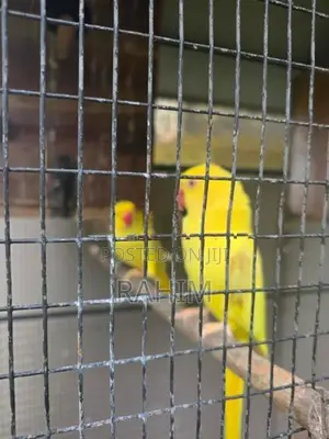 Yellow Parrots
