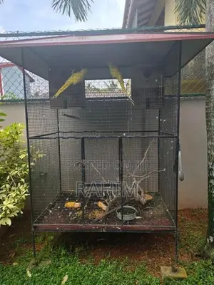 Yellow Parrots