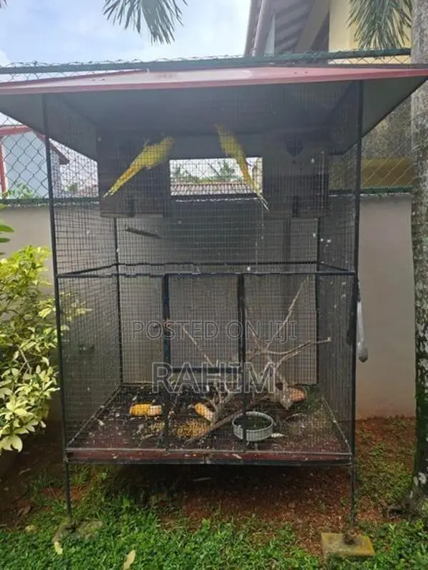 Yellow Parrots