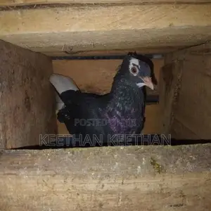 Pigeon