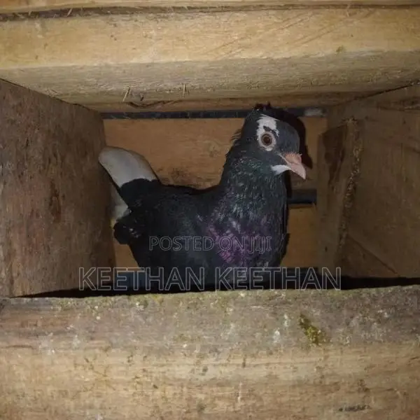 Pigeon