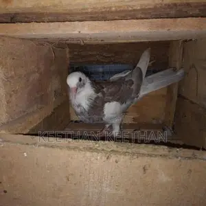 Pigeon