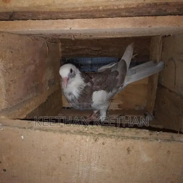 Pigeon