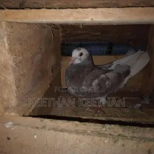 Pigeon