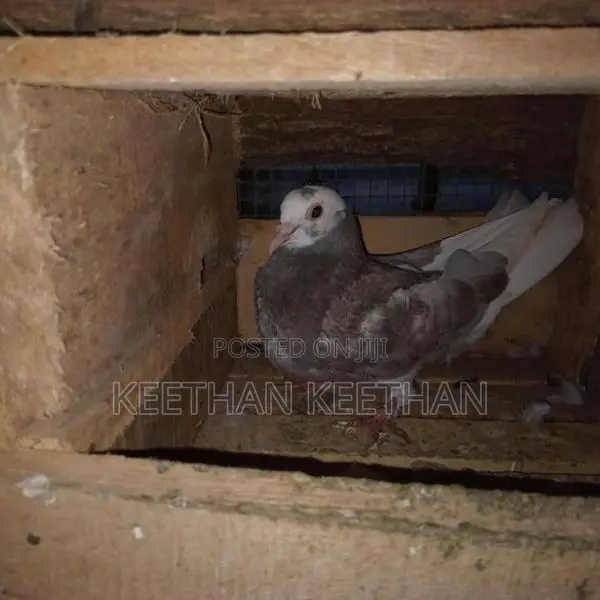 Pigeon