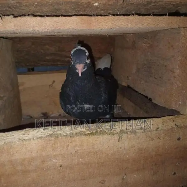 Pigeon