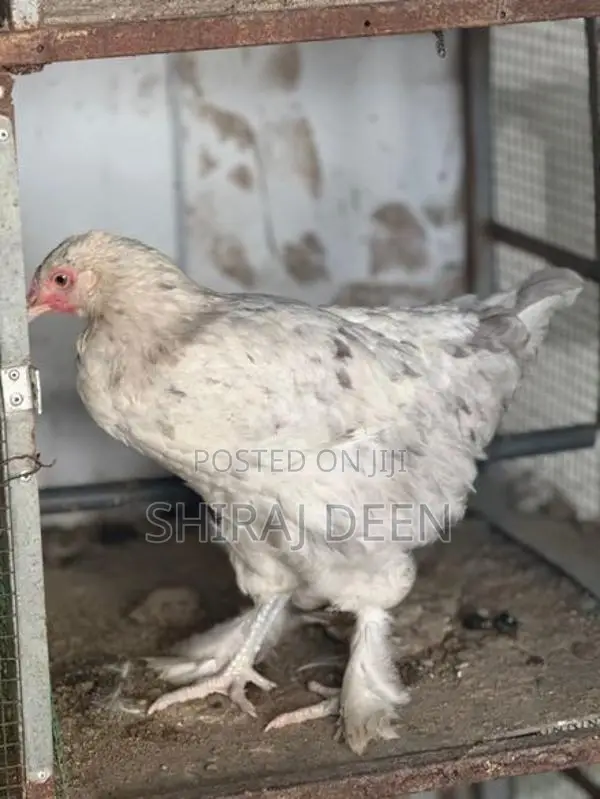 Laying Hens