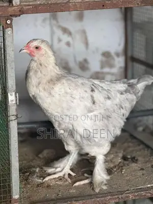 Laying Hens