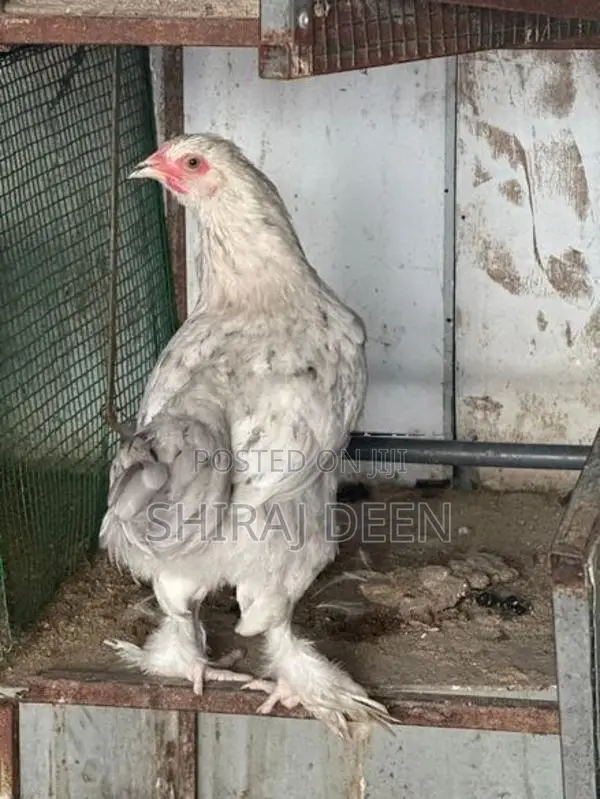 Laying Hens