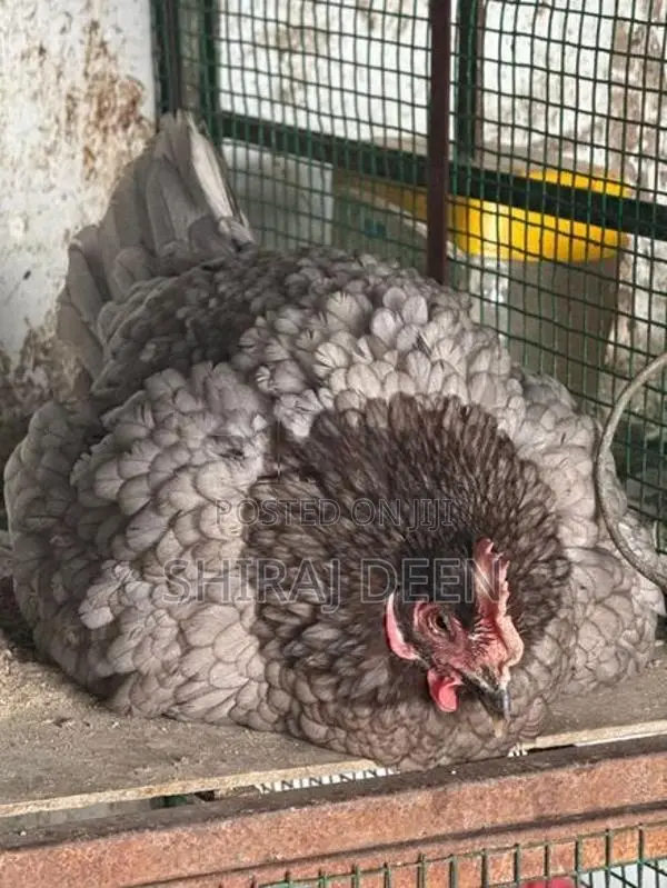 Laying Hens