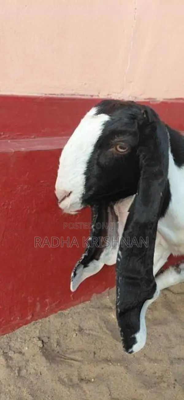 Jamunapari பெண் ஆடு (1 வருடம்)