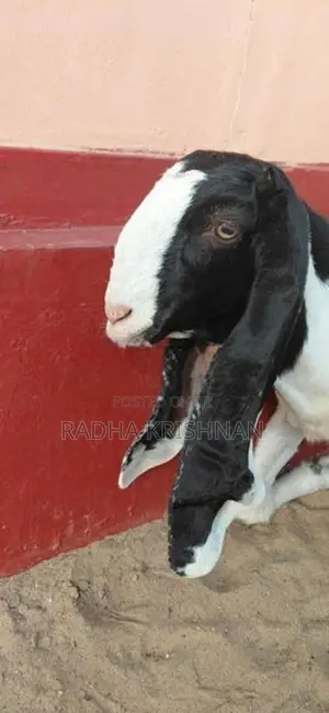 Jamunapari பெண் ஆடு (1 வருடம்)