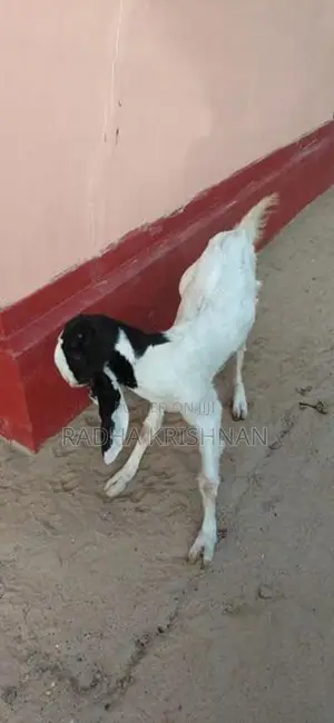 Jamunapari பெண் ஆடு (1 வருடம்)