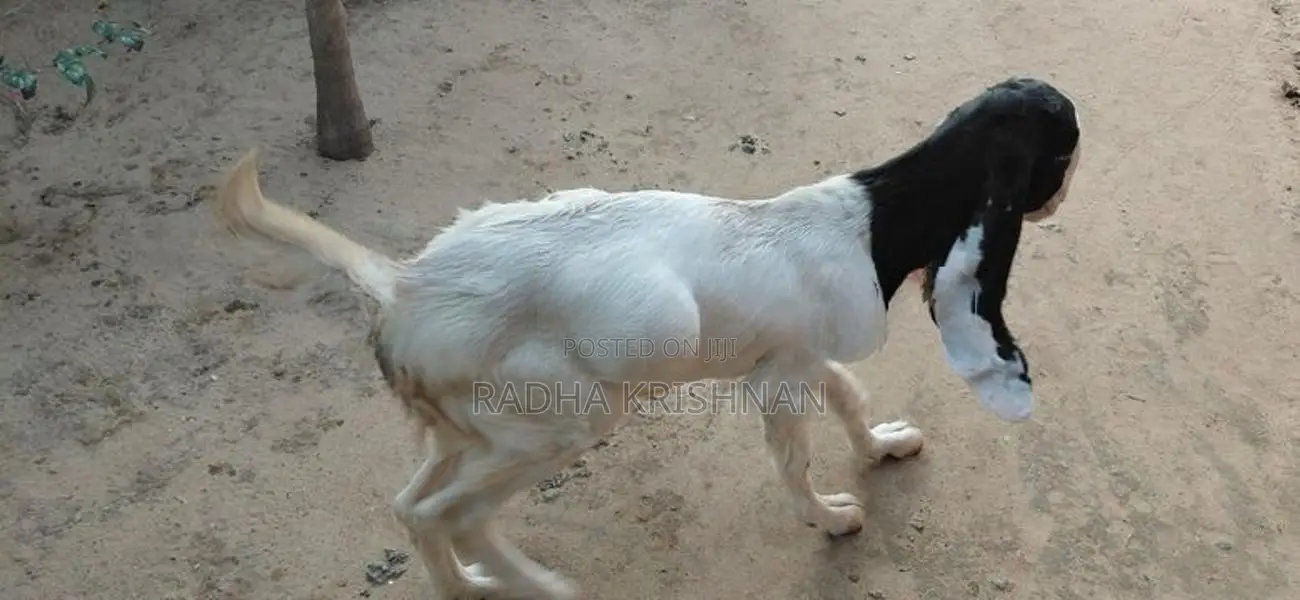 Jamunapari பெண் ஆடு (1 வருடம்)