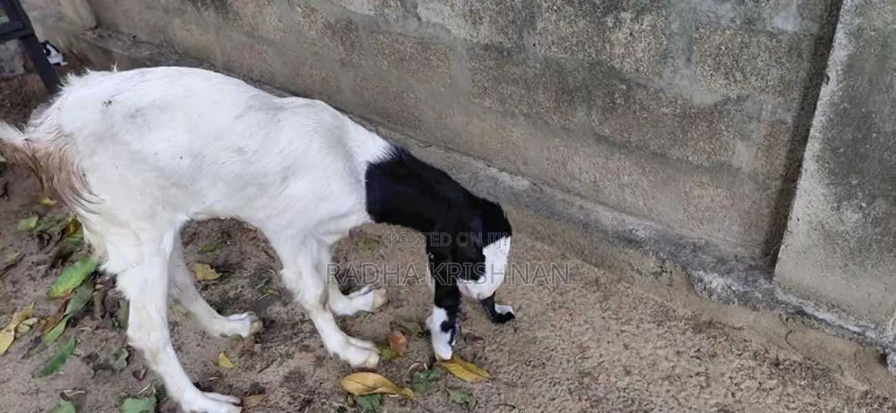 Jamunapari பெண் ஆடு (1 வருடம்)