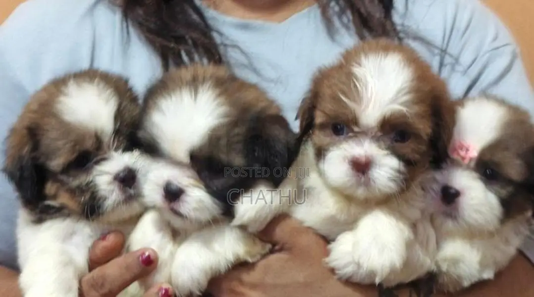 Shihitzhu Puppys