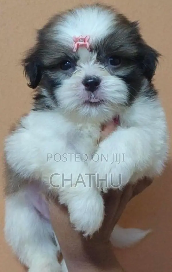 Shihitzhu Puppys