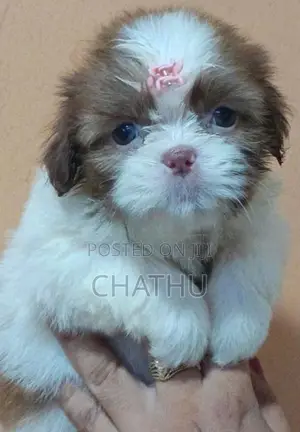 Shihitzhu Puppys