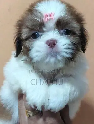 Shihitzhu Puppys