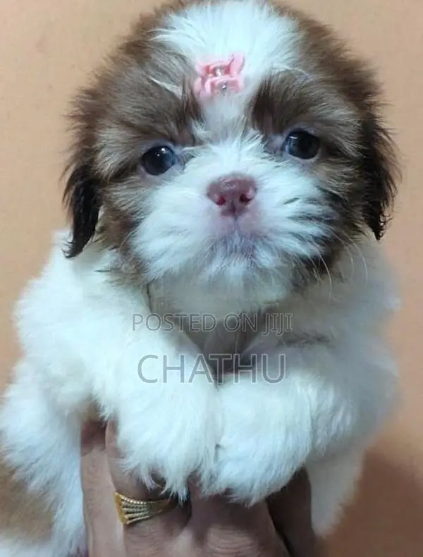 Shihitzhu Puppys