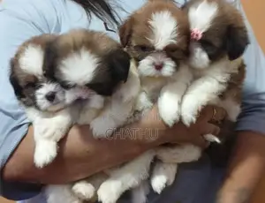 Shihitzhu Puppys