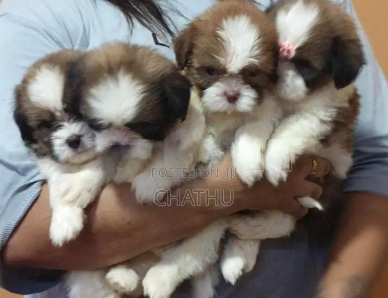 Shihitzhu Puppys