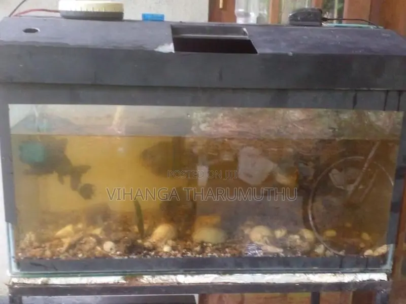 ටැන්කි 3 යි සියලු බඩුයි