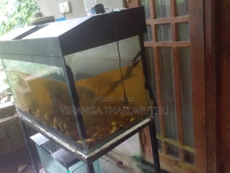 ටැන්කි 3 යි සියලු බඩුයි