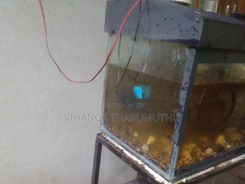 ටැන්කි 3 යි සියලු බඩුයි