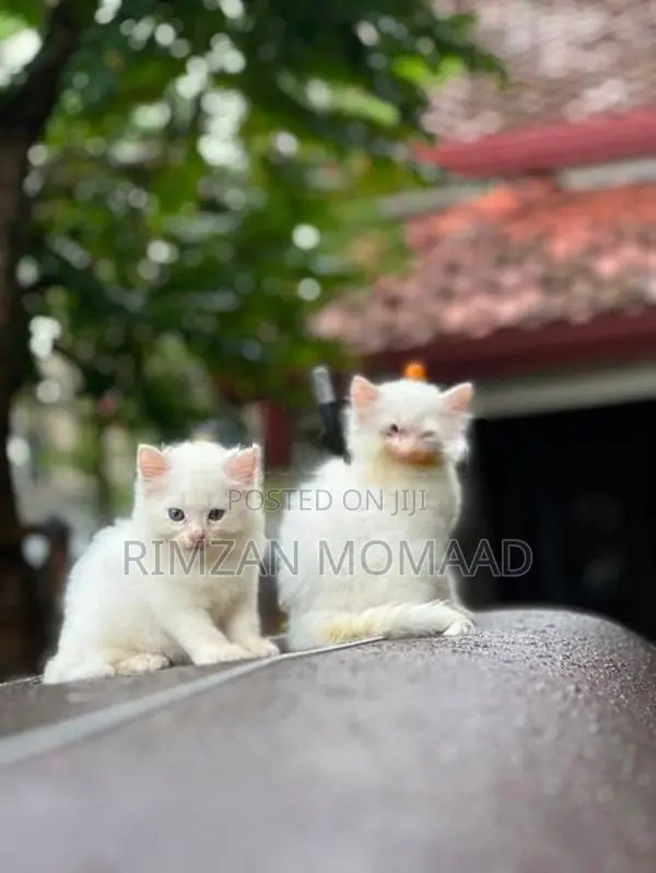 Persian Cat