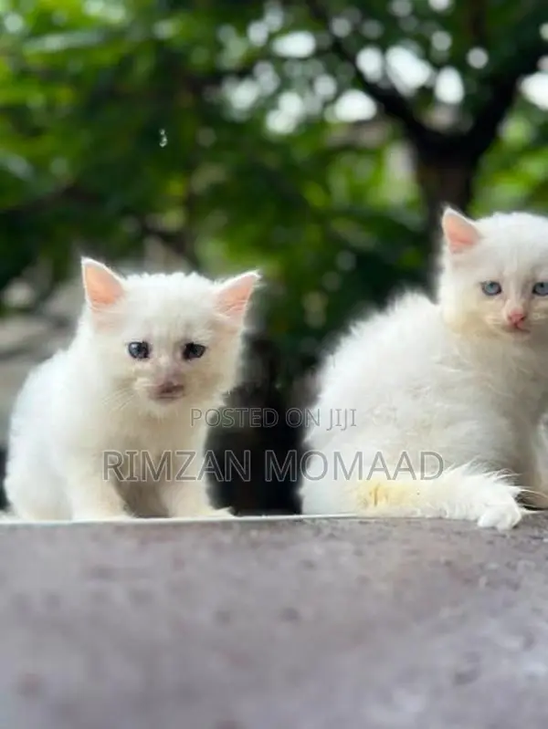 Persian Cat