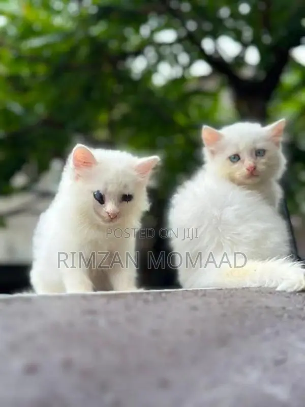Persian Cat
