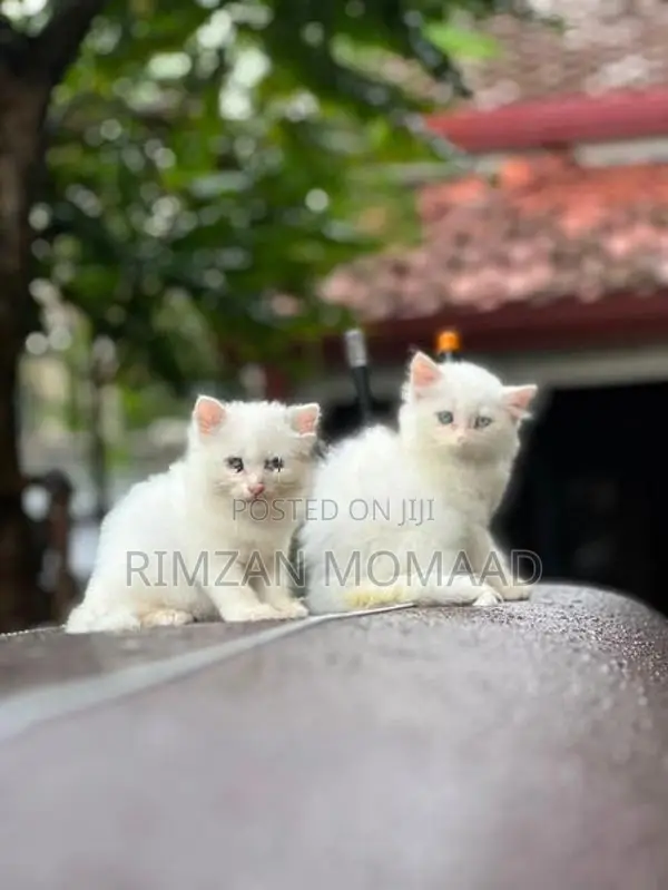 Persian Cat