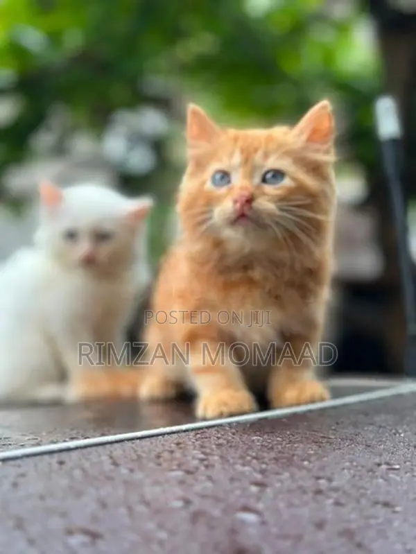 Persian Cat