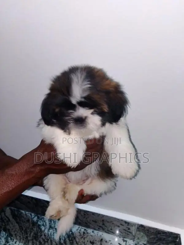 Shih Tzu Puppies