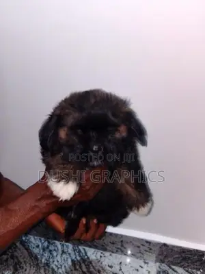 Shih Tzu Puppies