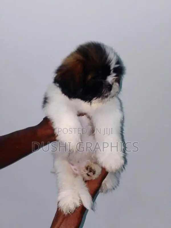 Shih Tzu Puppies