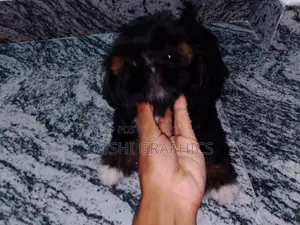 Shih Tzu Puppies