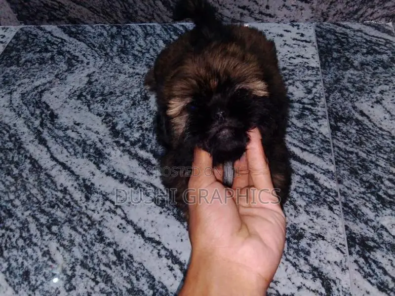 Shih Tzu Puppies