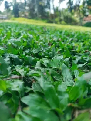 Malaysian Grass