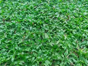 Malaysian Grass