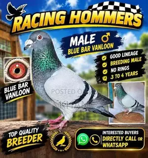 Racing Hommer Pigeons