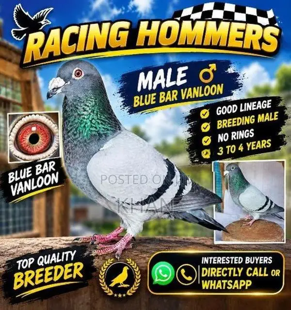 Racing Hommer Pigeons