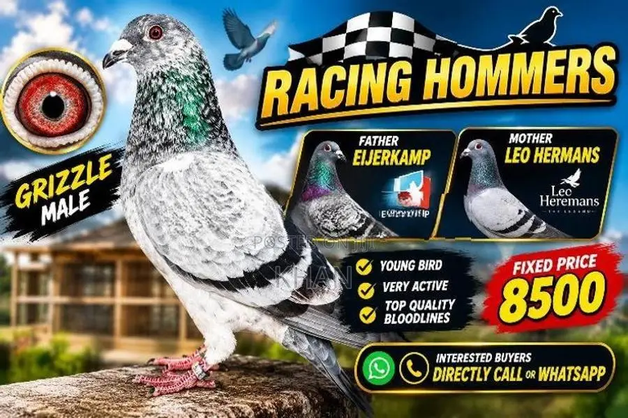 Racing Hommer Pigeons