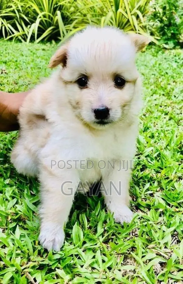 Lion Pomeranian Puppy