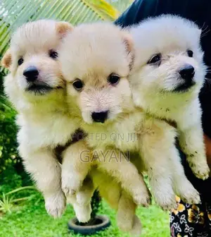 Lion Pomeranian Puppy