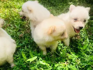 Lion Pomeranian Puppy