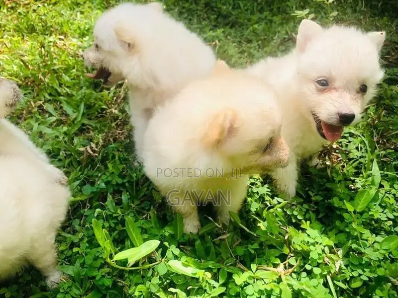 Lion Pomeranian Puppy