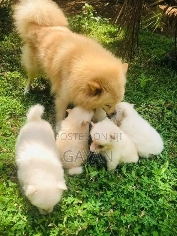 Lion Pomeranian Puppy
