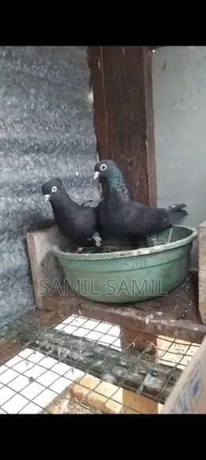 Pigeons